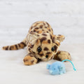 Loki Leopard Plush